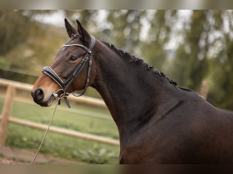 Belgijski koń sportowy Klacz 7 lat 161 cm Ciemnogniada in Steinbrunn Le Bas