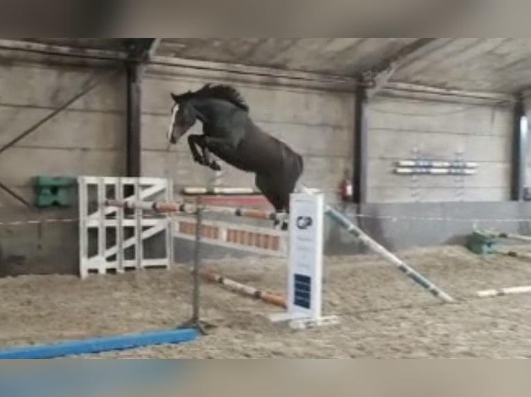 Belgijski koń sportowy Klacz 7 lat 170 cm Ciemnogniada in Meersel Dreef