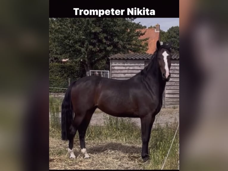 Belgijski koń sportowy Klacz 7 lat 170 cm Ciemnogniada in Meersel Dreef