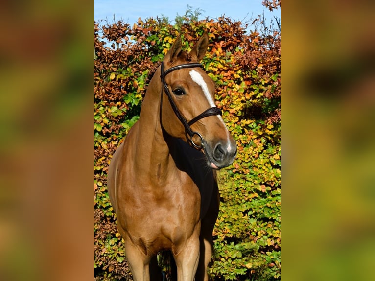 Belgijski koń sportowy Klacz 7 lat 172 cm Kasztanowata in Bladel