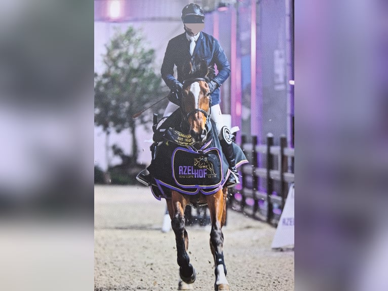 Belgijski koń sportowy Klacz 9 lat 173 cm Gniada in Rijkevorsel