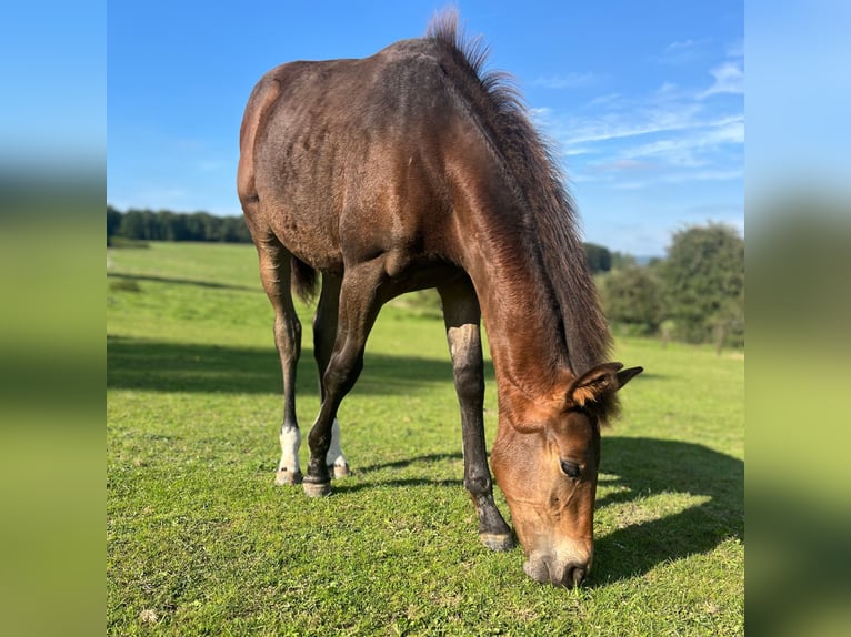 Belgijski koń sportowy Klacz Źrebak (04/2024) 170 cm Ciemnogniada in Nassogne