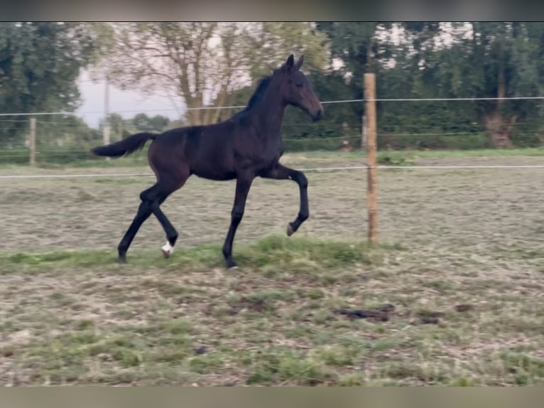 Belgijski koń sportowy Klacz Źrebak (05/2025) Gniada in Lessines