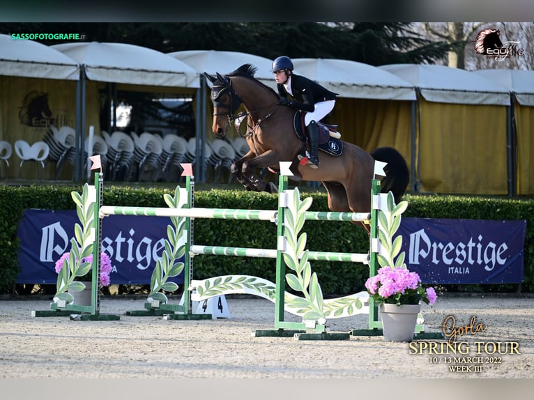 Belgijski koń sportowy Ogier 12 lat 179 cm Gniada in Biberist