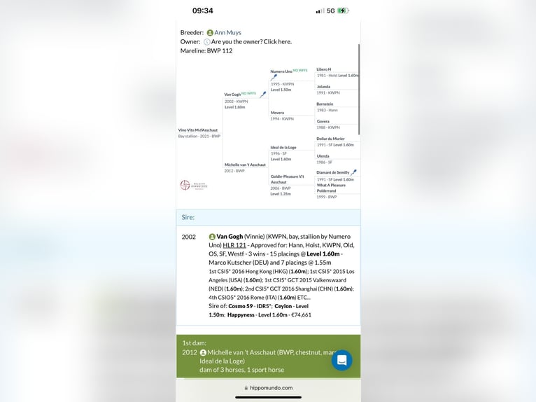Belgijski koń sportowy Ogier 4 lat 170 cm Gniada in monovar