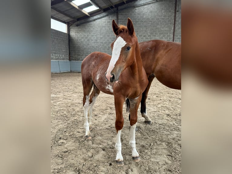 Belgijski koń sportowy Ogier Źrebak (05/2026) 170 cm Kasztanowata in Oostmalle