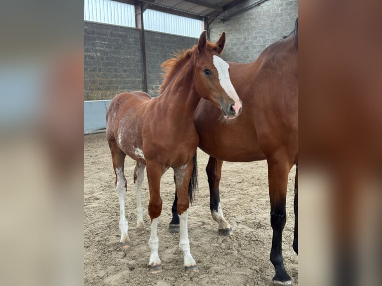 Belgijski koń sportowy Ogier Źrebak (05/2026) 170 cm Kasztanowata in Oostmalle