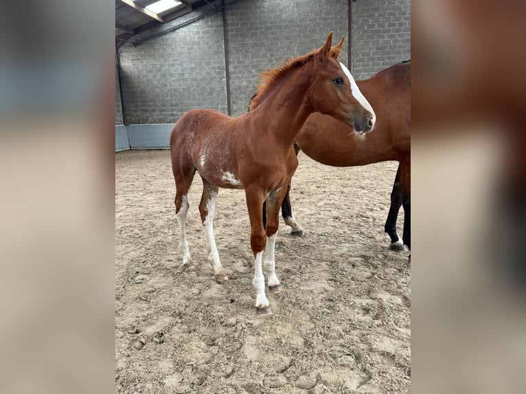 Belgijski koń sportowy Ogier Źrebak (05/2026) 170 cm Kasztanowata in Oostmalle