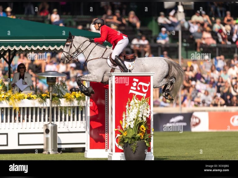 Belgijski koń sportowy Ogier Źrebak (03/2026)  in Swarzędz