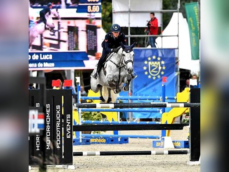 Belgijski koń sportowy Ogier Źrebak (03/2026)  in Swarzędz