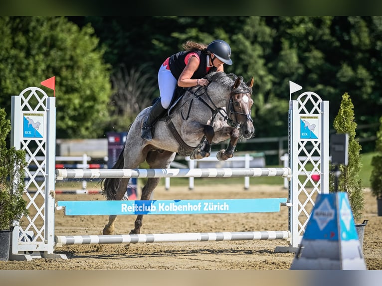 Belgijski koń sportowy Wałach 10 lat 149 cm Siwa in Tuggen