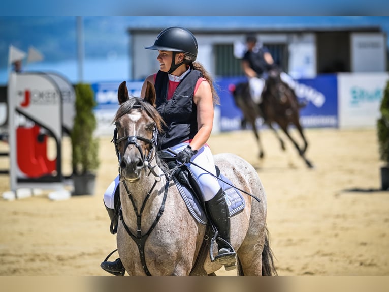 Belgijski koń sportowy Wałach 10 lat 149 cm Siwa in Tuggen