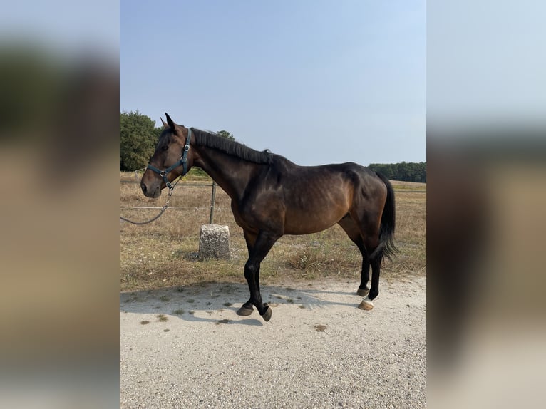 Belgijski koń sportowy Wałach 10 lat 170 cm Ciemnogniada in St selve