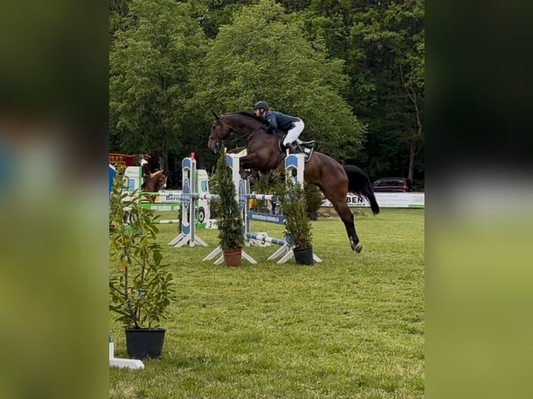 Belgijski koń sportowy Wałach 10 lat 174 cm Gniada in Haren
