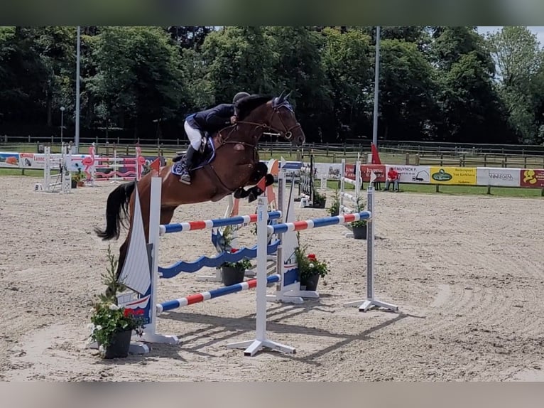 Belgijski koń sportowy Wałach 10 lat Gniada in Oosteeklo