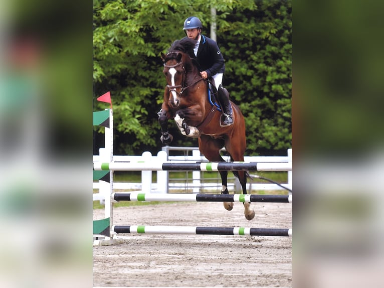Belgijski koń sportowy Wałach 10 lat in Oosteeklo