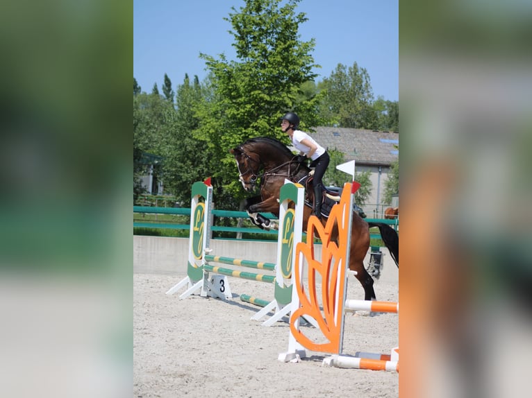 Belgijski koń sportowy Wałach 10 lat in Oosteeklo
