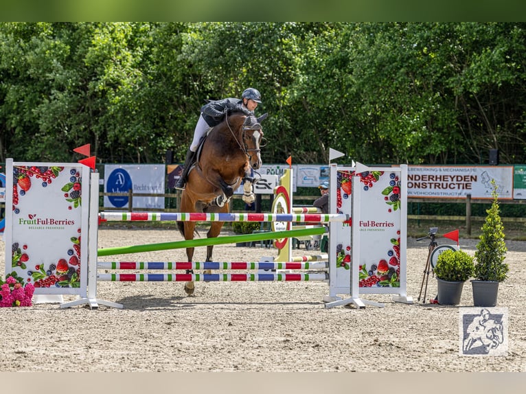 Belgijski koń sportowy Wałach 10 lat in Oosteeklo