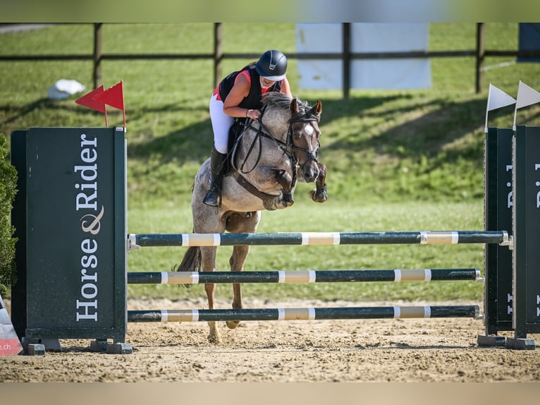 Belgijski koń sportowy Wałach 11 lat 149 cm Siwa in Tuggen