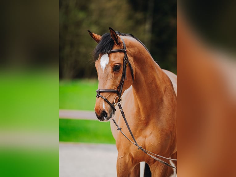 Belgijski koń sportowy Wałach 11 lat 172 cm Gniada in Holzhäusern