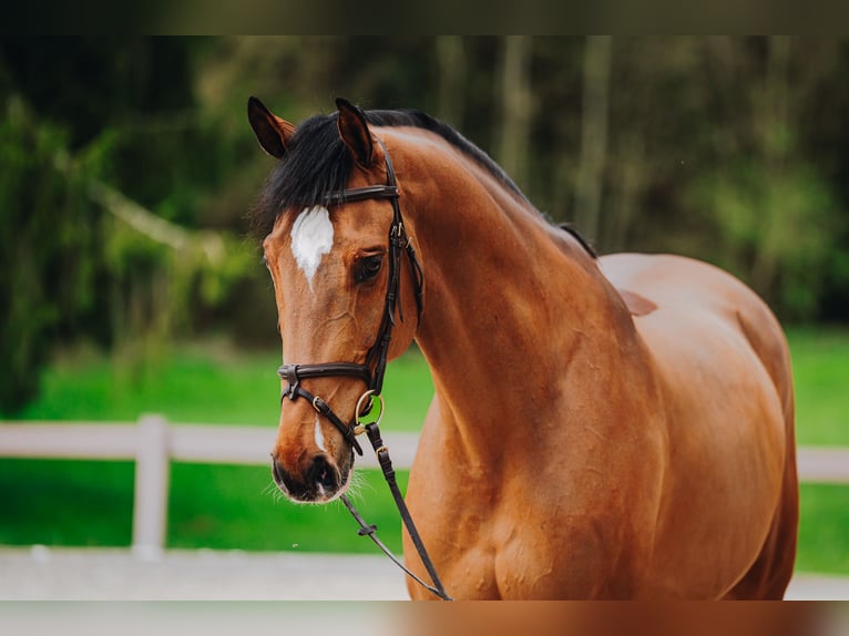 Belgijski koń sportowy Wałach 11 lat 172 cm Gniada in Holzhäusern