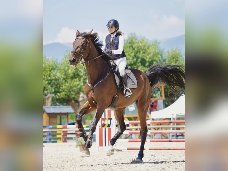 Belgijski koń sportowy Wałach 12 lat 190 cm Ciemnogniada in Palma De Mallorca