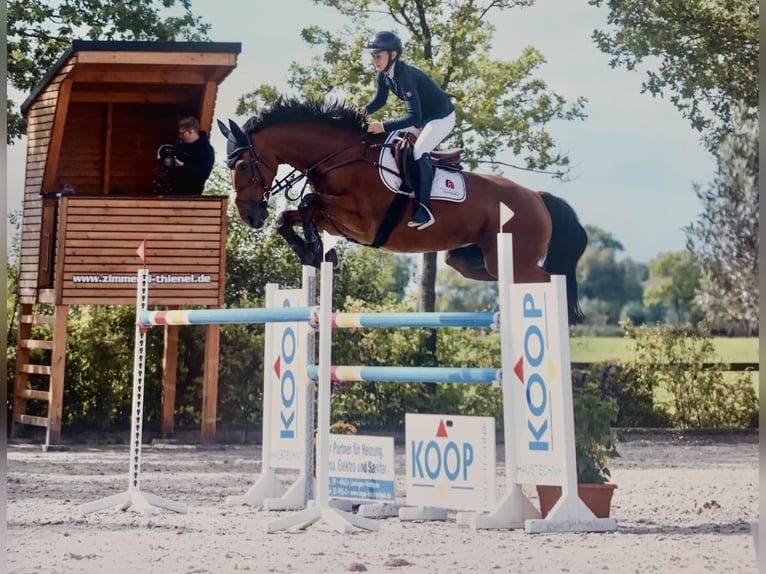 Belgijski koń sportowy Wałach 13 lat 170 cm Gniada in Oldenburg