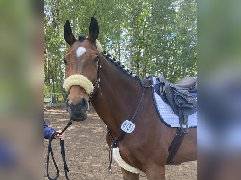 Belgijski koń sportowy Wałach 14 lat 176 cm Gniada in Grapzow Belgijski koń sportowy Wałach 14 lat 176 cm Gniada in Grapzow