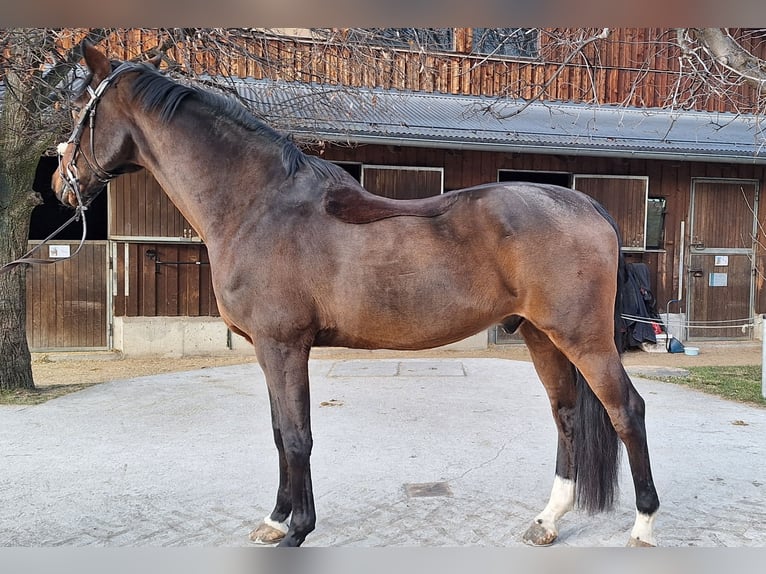 Belgijski koń sportowy Wałach 15 lat 175 cm Gniada in Tulfes