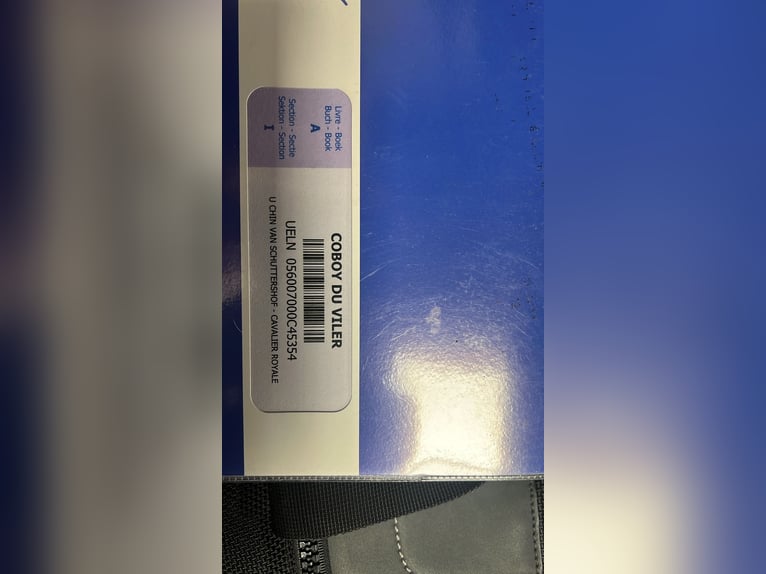 Belgijski koń sportowy Wałach 17 lat 168 cm Ciemnogniada in LIEGE