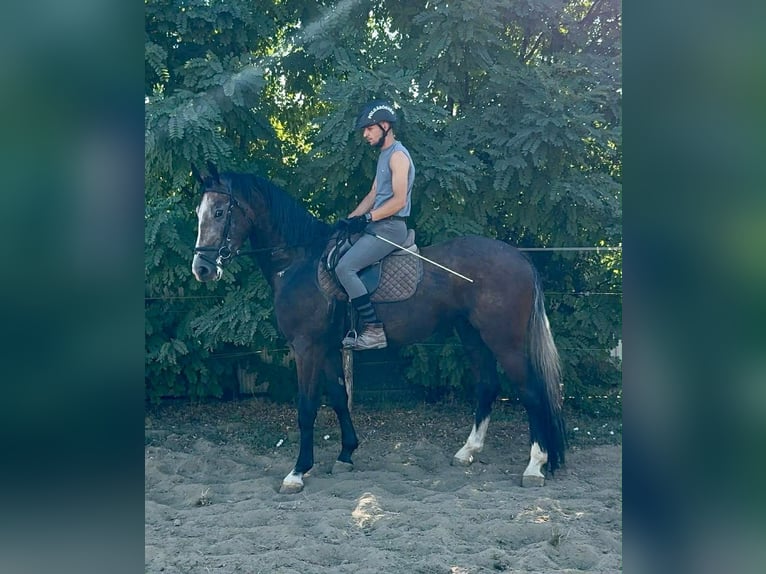 Belgijski koń sportowy Wałach 4 lat 175 cm Bułana in Kunszentmárton