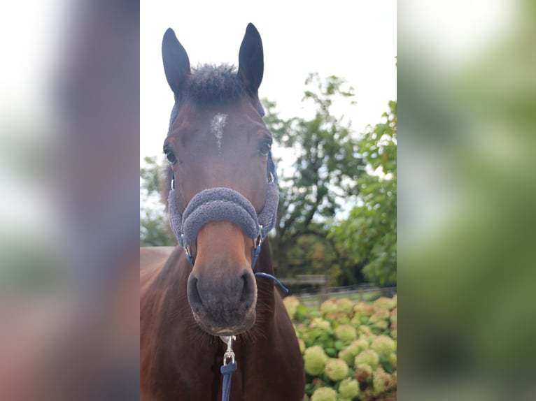 Belgijski koń sportowy Wałach 5 lat 160 cm Ciemnogniada in Ohey
