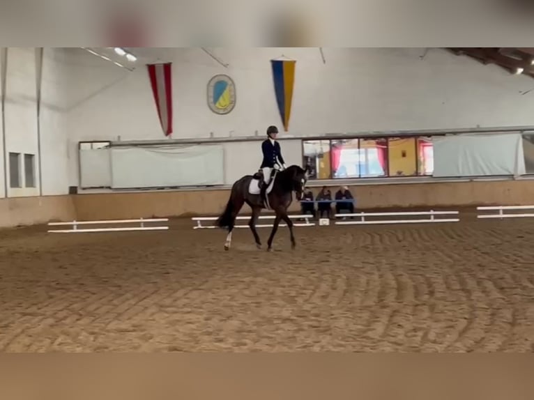 Belgijski koń sportowy Wałach 5 lat 164 cm Skarogniada in Großau
