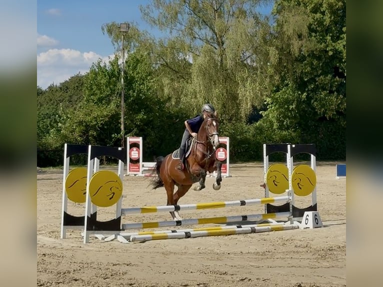 Belgijski koń sportowy Wałach 5 lat 165 cm Gniada in Leverkusen
