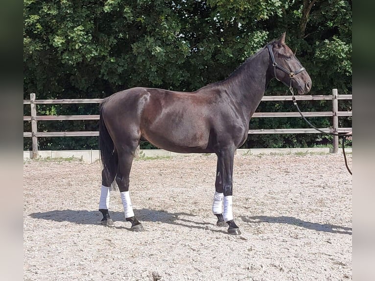 Belgijski koń sportowy Wałach 5 lat 169 cm Ciemnogniada in Mal&#xE8;ves-Sainte-Marie-Wastinnes