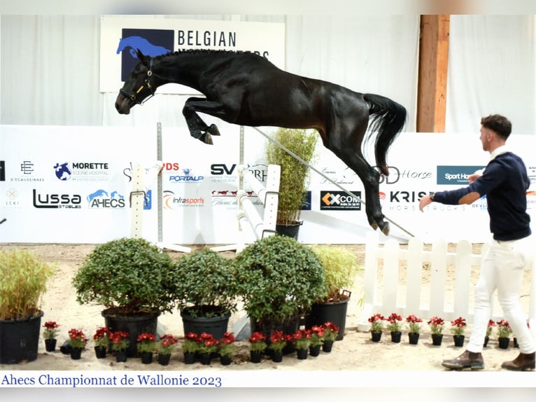 Belgijski koń sportowy Wałach 5 lat 169 cm Ciemnogniada in Mal&#xE8;ves-Sainte-Marie-Wastinnes