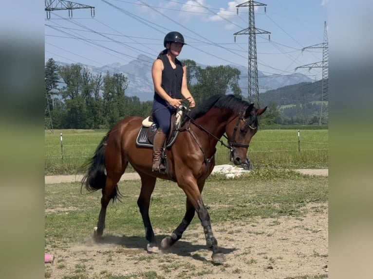 Belgijski koń sportowy Wałach 5 lat 170 cm Gniada in Ranshofen