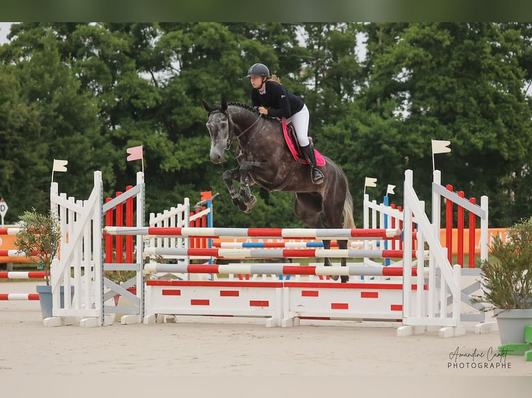 Belgijski koń sportowy Wałach 5 lat 172 cm Siwa in Merdrignac