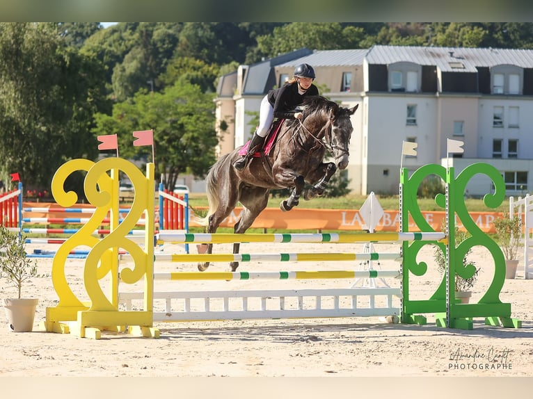 Belgijski koń sportowy Wałach 5 lat 172 cm Siwa in Merdrignac
