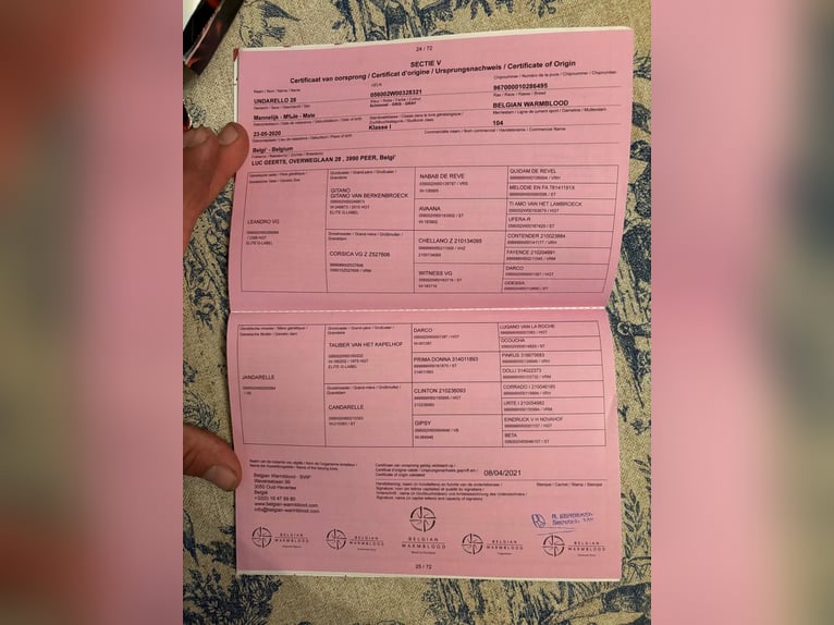 Belgijski koń sportowy Wałach 5 lat Siwa in Nohales Cuenca