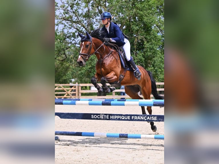 Belgijski koń sportowy Wałach 6 lat 165 cm Gniada in Simard