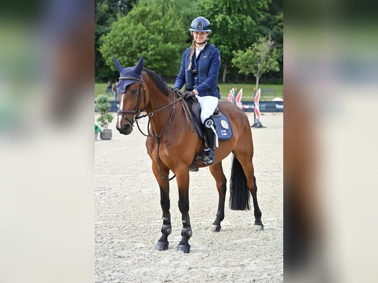 Belgijski koń sportowy Wałach 6 lat 165 cm Gniada in Simard
