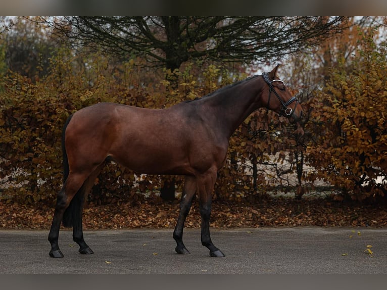 Belgijski koń sportowy Wałach 6 lat 168 cm Gniada in Unterneukirchen