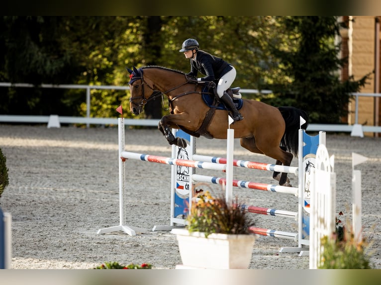 Belgijski koń sportowy Wałach 6 lat 172 cm Gniada in Pilsen