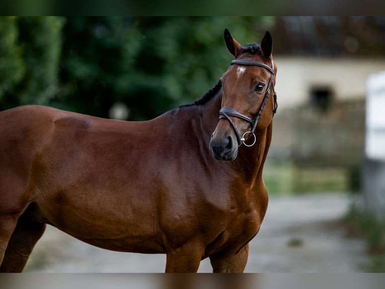 Belgijski koń sportowy Wałach 6 lat 172 cm Gniada in Pilsen