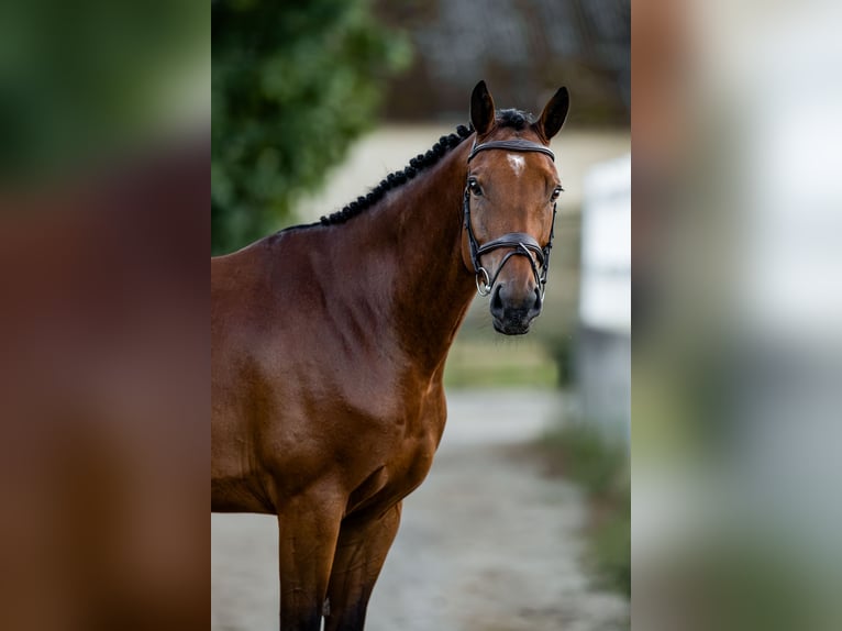 Belgijski koń sportowy Wałach 6 lat 172 cm Gniada in Pilsen