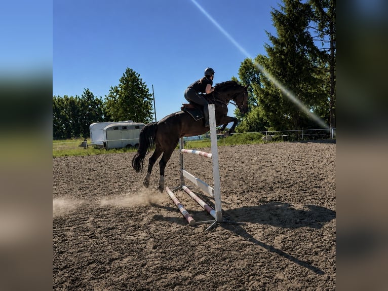 Belgijski koń sportowy Wałach 7 lat 164 cm Ciemnogniada in Pelmberg