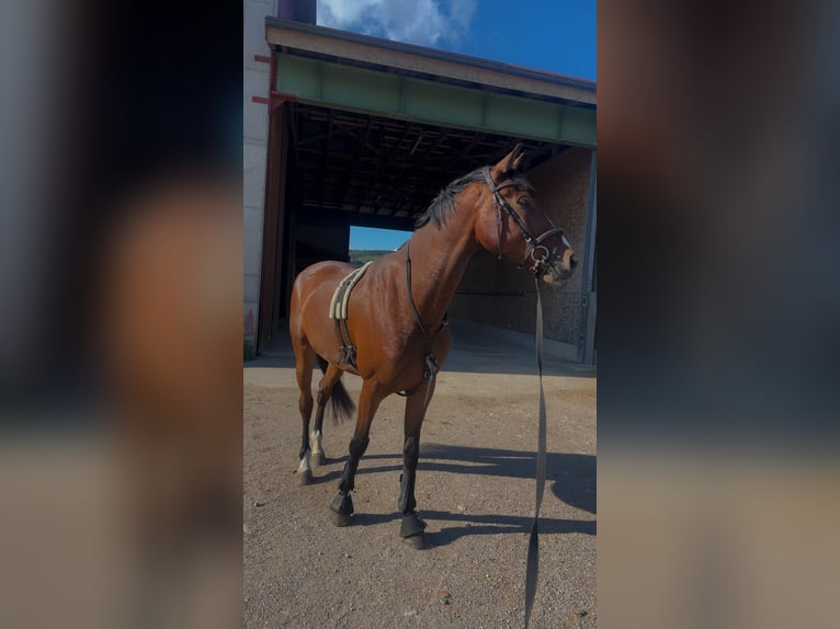 Belgijski koń sportowy Wałach 7 lat 170 cm Gniada in Haag