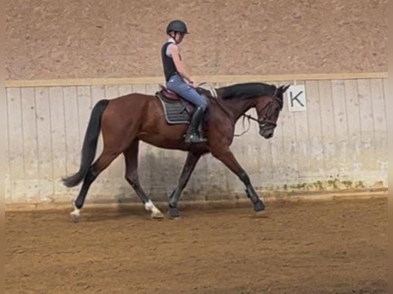 Belgijski koń sportowy Wałach 7 lat 170 cm Gniada in Haag