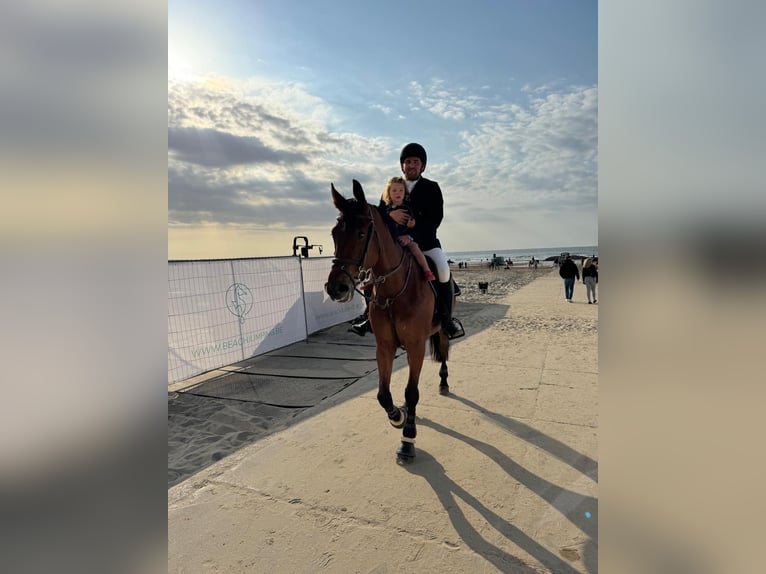 Belgijski koń sportowy Wałach 8 lat 167 cm Gniada in Tessenderlo